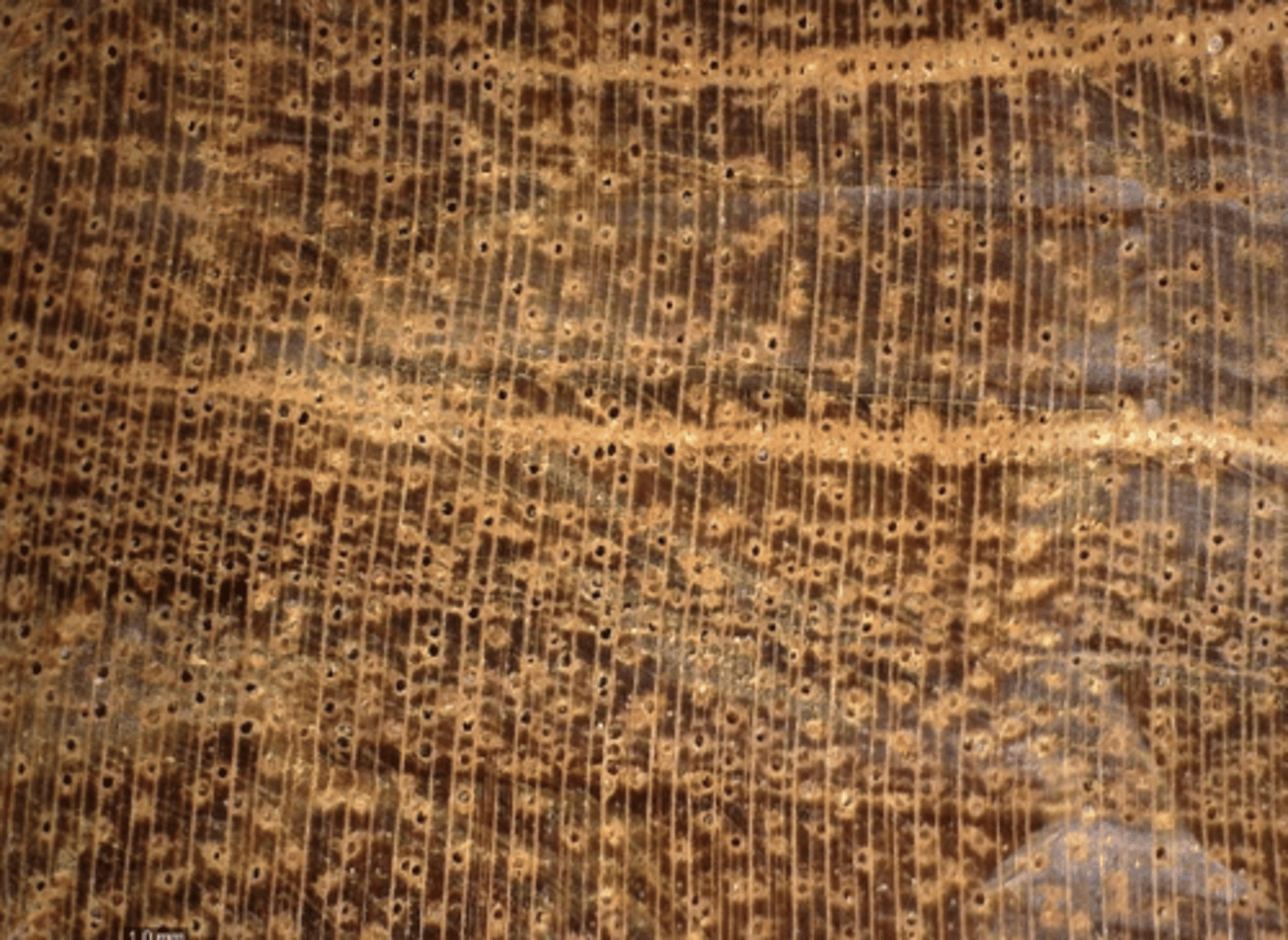 <p>Light brown to dark brown, Small numerous pores, tyloses, vasicentric, aliform and AC, narrow, and concentric resin ducts</p>