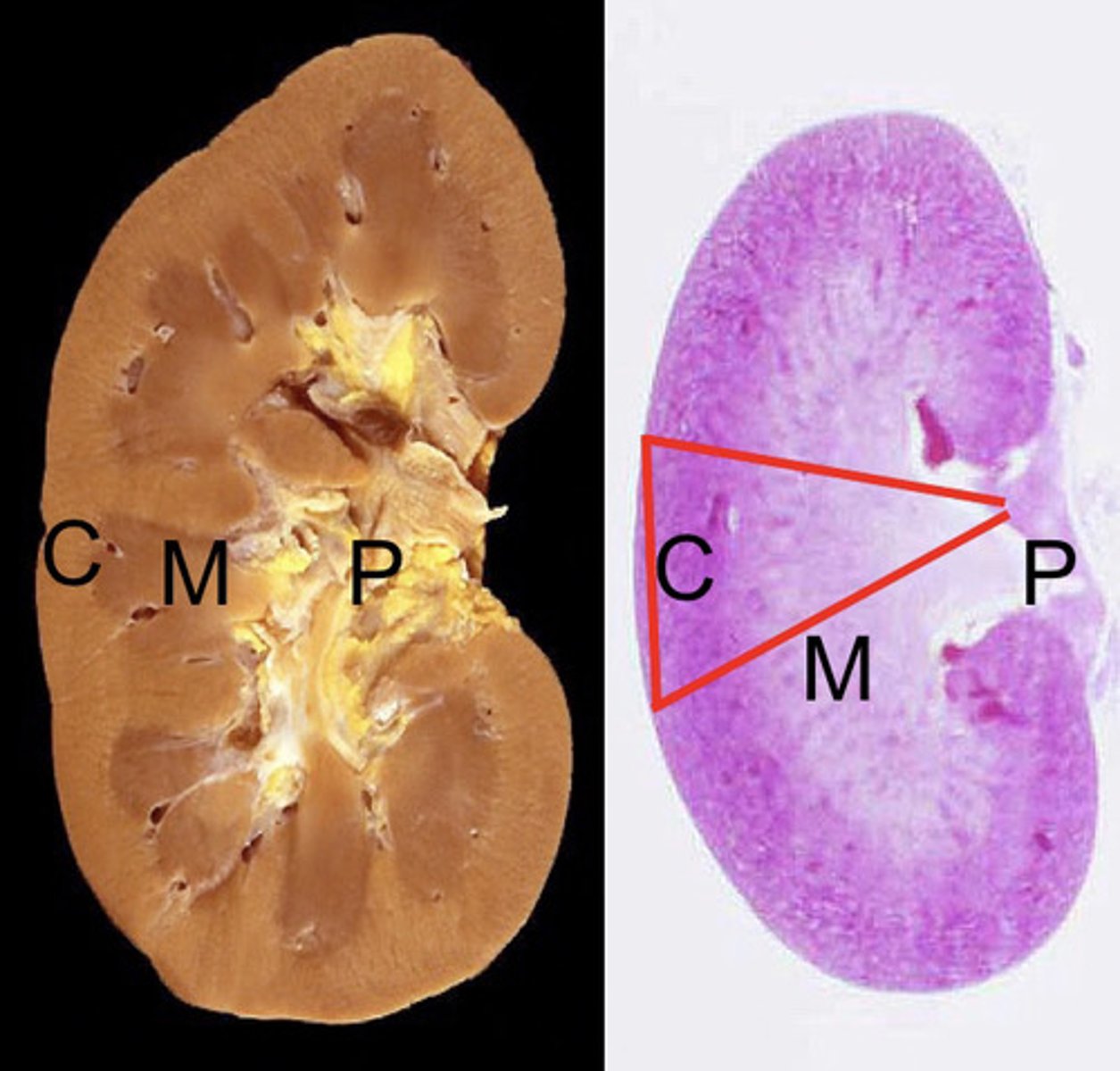 <p>what is C?</p>