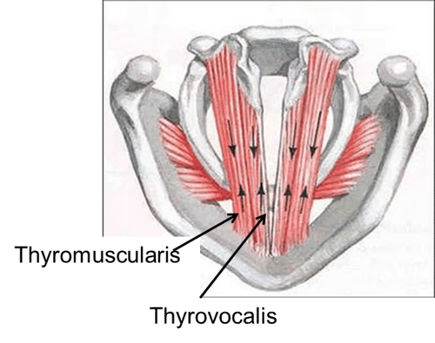 <p>intrinsic laryngeal muscle that pulls the arytenoid cartilage forward towards the thyroid cartilage to shorten &amp; relax the vocal cords ==&gt; lowers the pitch of the voice <br><br>*upper part = thyroepiglottic muscle that widens the laryngeal inlet<br><br>*innervated by the recurrent laryngeal nerve</p>