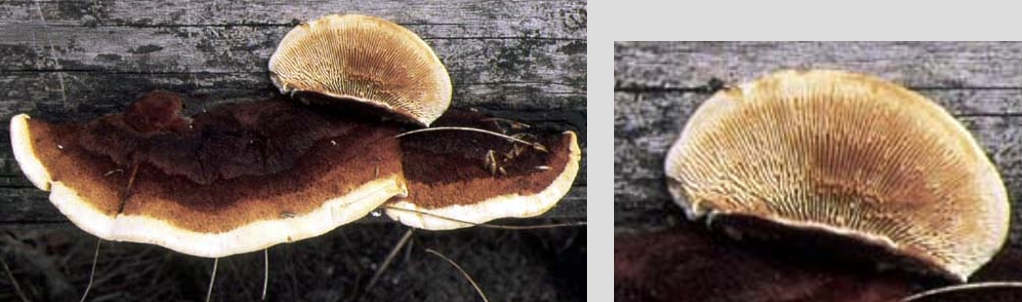 <p>Brown Rot! Optimum MC = 25-85%, common in outdoor settings, gilled, orange/brown sporophores in cracks, heat tolerant (thermal treated lumber is susceptible)</p>