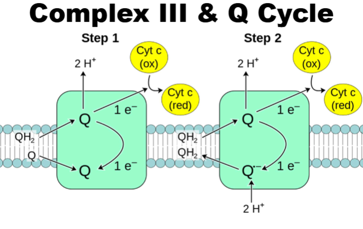 <ul><li><p class="my-2 [&amp;+p]:mt-4 [&amp;_strong:has(+br)]:inline-block [&amp;_strong:has(+br)]:pb-2">Complex III receives electrons from 2 ubiquinol (QH2) molecules made by Complexes I and II</p></li><li><p class="my-2 [&amp;+p]:mt-4 [&amp;_strong:has(+br)]:inline-block [&amp;_strong:has(+br)]:pb-2">Transfers 2 e- through the complex and pumps 4 protons (H⁺) into the intermembrane space via the Q cycle</p></li><li><p class="my-2 [&amp;+p]:mt-4 [&amp;_strong:has(+br)]:inline-block [&amp;_strong:has(+br)]:pb-2">E- move through redox centers until 1 e- transferred to <strong>oxidized cytochrome c</strong> and reducing (Fe³⁺ to Fe²⁺)</p></li><li><p class="my-2 [&amp;+p]:mt-4 [&amp;_strong:has(+br)]:inline-block [&amp;_strong:has(+br)]:pb-2">Each Q cycle reduces 2 cytochrome c molecules, sending e- onward in the chain</p></li></ul><p>as go thru&nbsp;complex 3 able to pump e-</p>