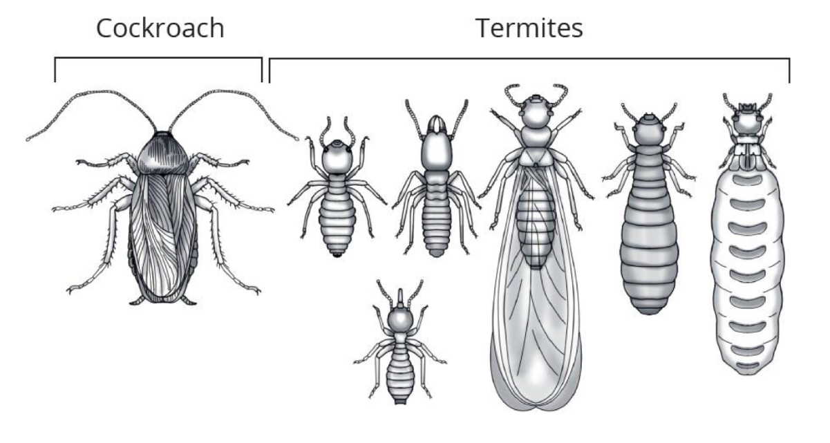 <p>What order do cockroaches and termites belong to</p>