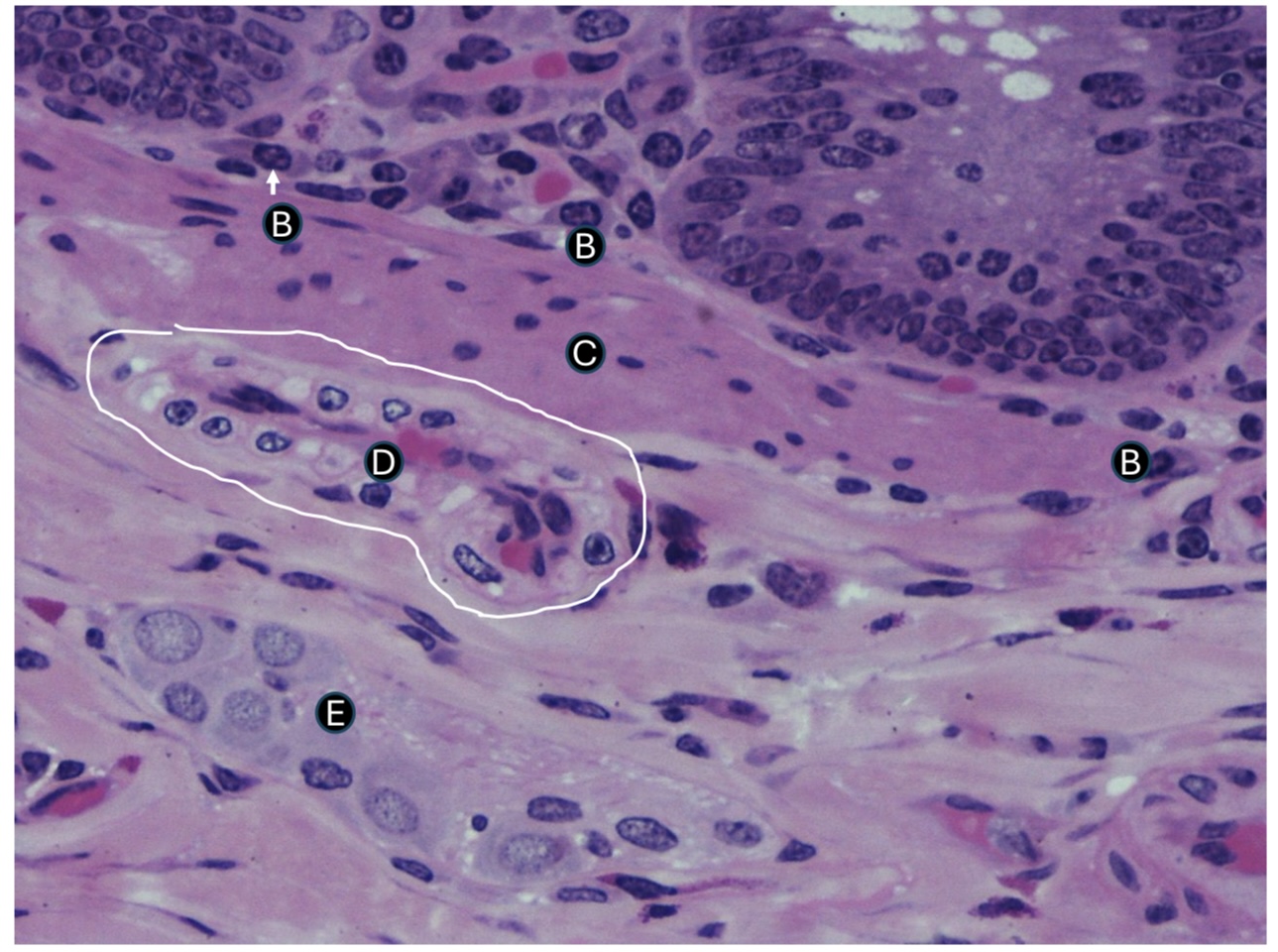 <p>A. ID the system this section is taken from </p><p>B. ID the cell </p><p>C. ID the structure </p><p>D. ID the labeled structure </p><p>E. ID the structure and function </p>