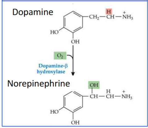 <p>It converts dopamine into norepinephrine inside vesicles.</p>