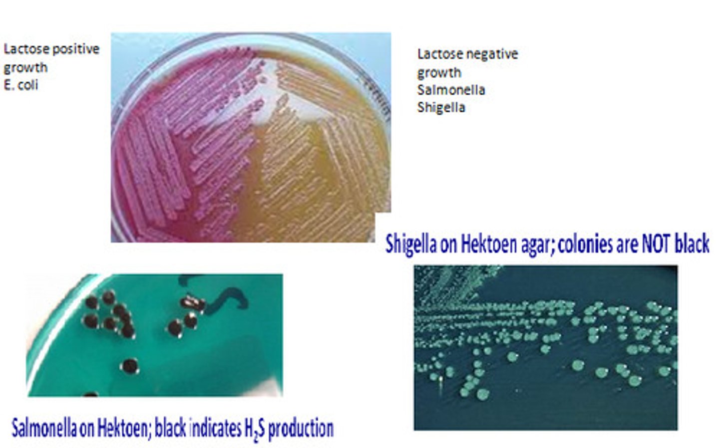 <p>enteric bacteria; found in intestinal tract of mammals; short in size, gram neg, non-spore forming, bacilli (i.e pathogens- salmonella and shigella, occasional pathogens- proteus and klebsiells, and normal intestinal flora- escherichia and enterobacter)</p>