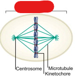 <p>A structure made of microtubules that begins to form during prophase. This grows between 2 centrosomes as they begin to move apart and then captures and organizes chromosomes.</p>