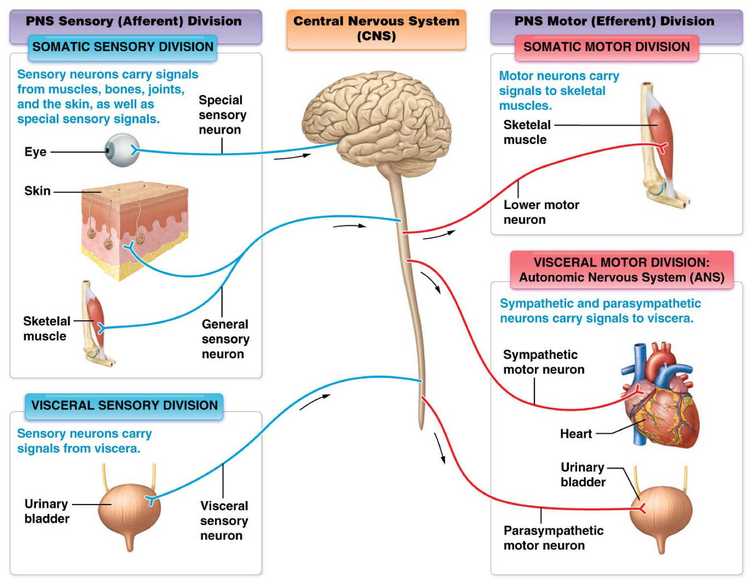 <p>Visceral sensory division</p>