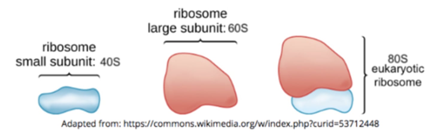 <p>60S + 40S = 80S</p>