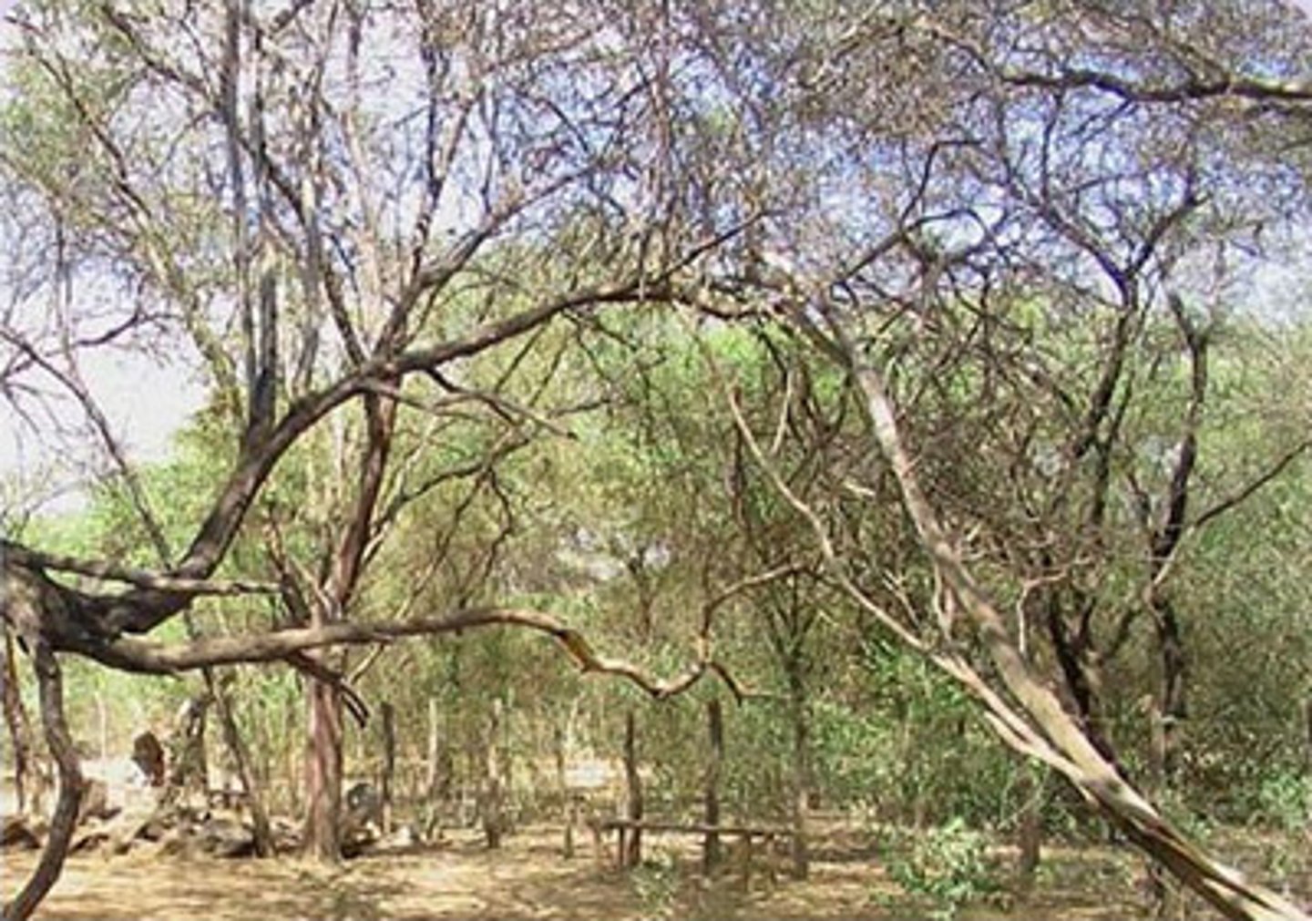 <p>dry tropical forest</p>