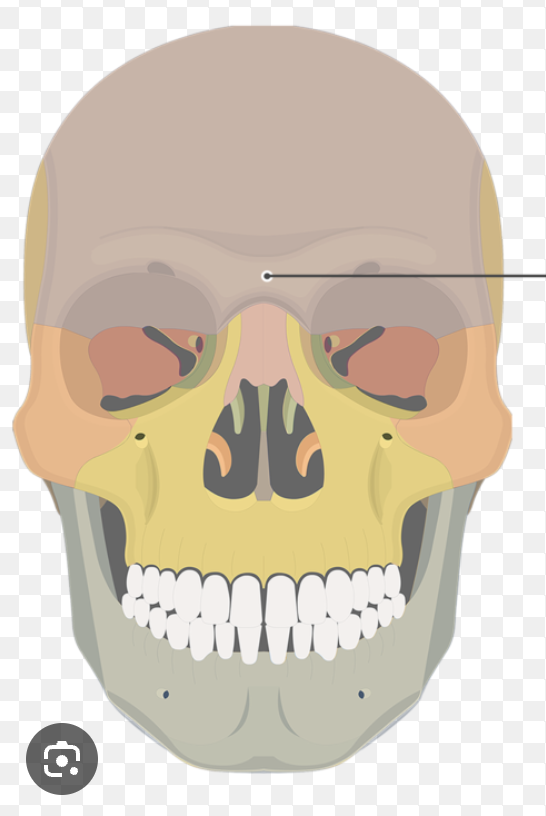 <p>The smooth area between your eyebrows (unibrow)</p>