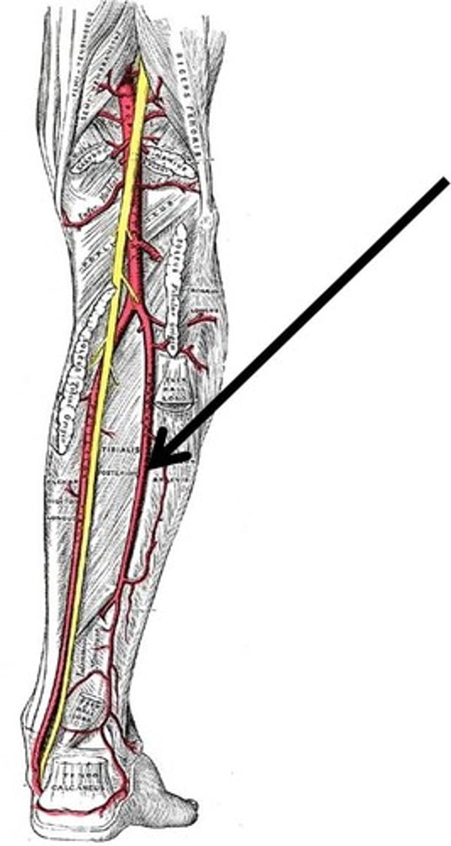 <p>branch off the posterior tibial artery slightly distal to the point where the popliteal artery divides into the anterior and posterior tibial arteries; descends down the lateral surface of the leg, and terminates within the foot</p>