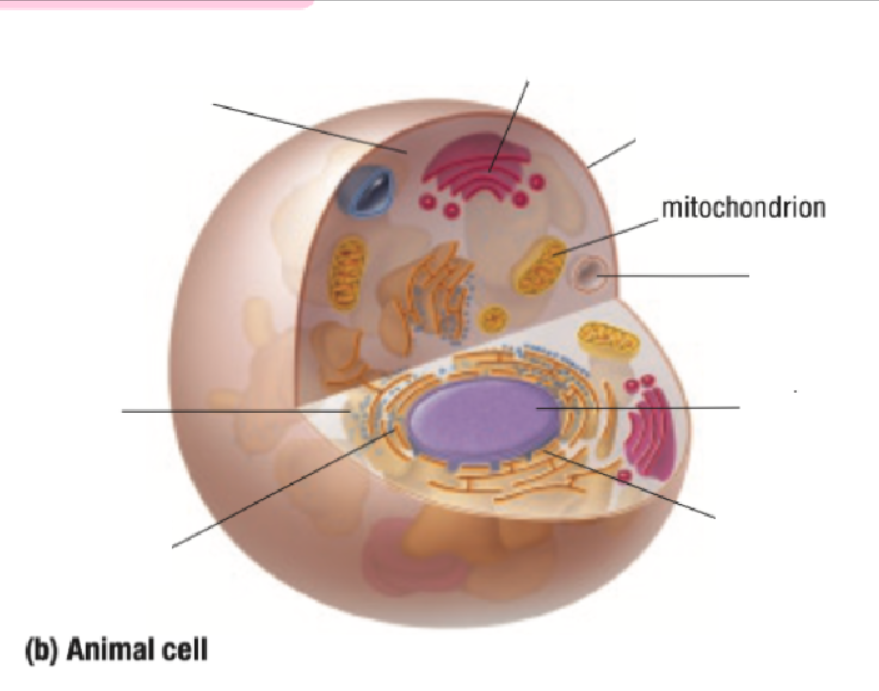 <p>Mitochondria</p>