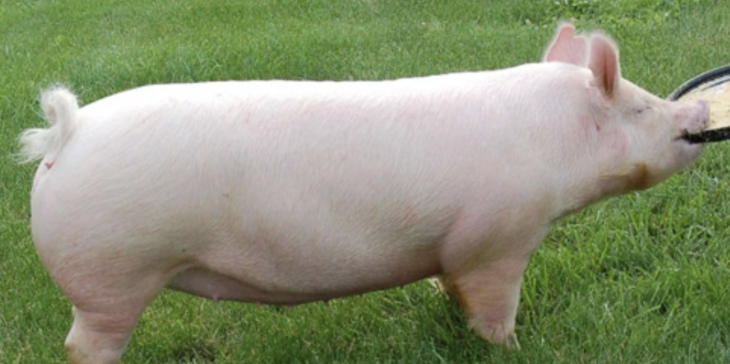 <p>What Breed?</p>