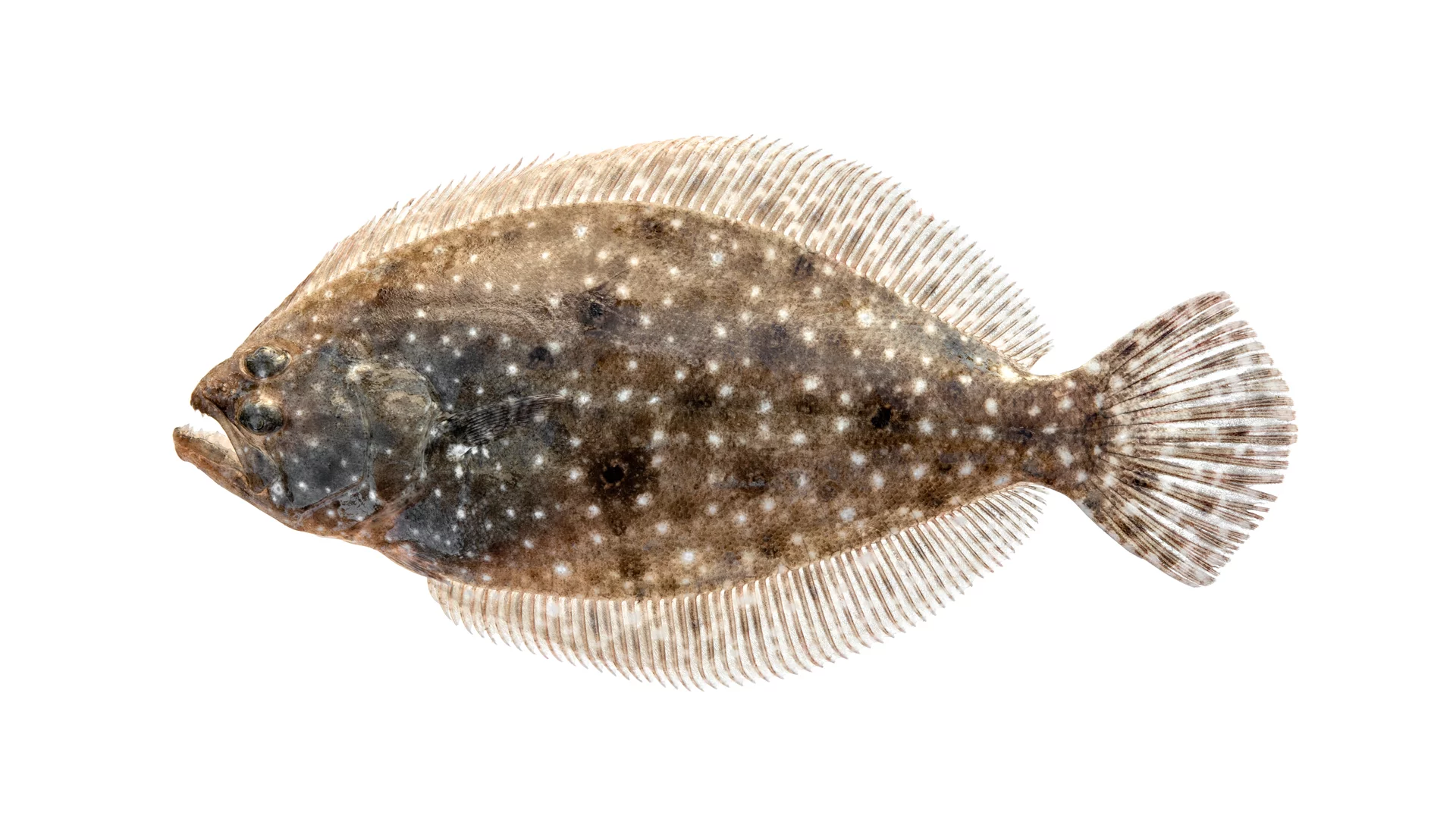 <p>Family Parralicthyidae</p>