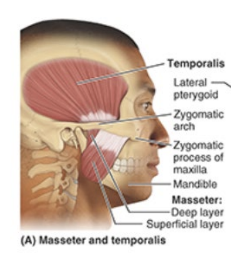 <p>inserts on anterior border of ramus of mandible </p><p>innervated by mandibular nerve (V3)</p><p>elevates mandible (closes jaw)</p>