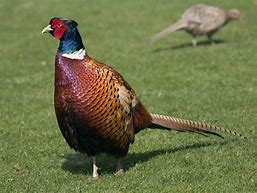 <p>Scientific Name</p>