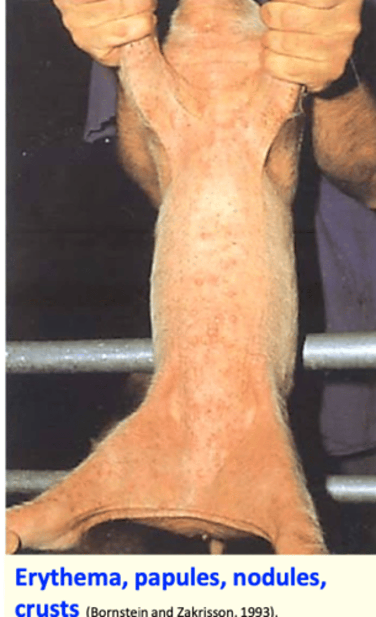 <p>Seen often in young growing pigs;</p><p>Incubation period: 1-2 weeks;</p><p>• Pruritis</p><p>- Scratching/rubbing against the walls/fences &amp; head shaking  hyperkeratosis, alopecia, thickening of the skin</p><p>Congestion of the skin, papules excoriations</p><p>Nodules, crusts;</p><p>Yellow-brown crusts in the ear, ear shaking</p>