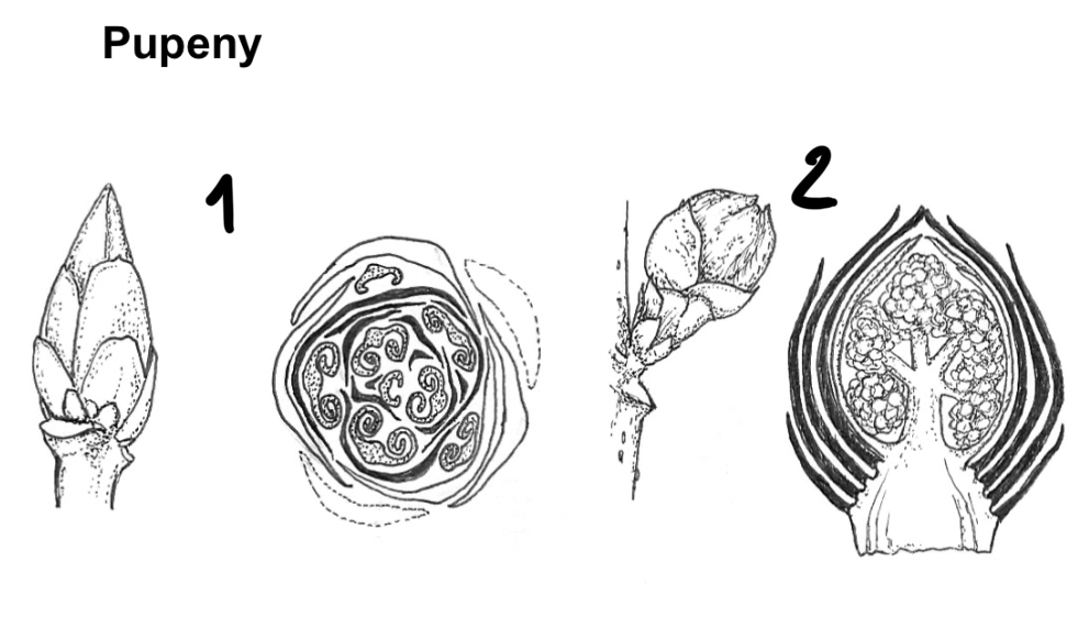 <p>pupeny</p>