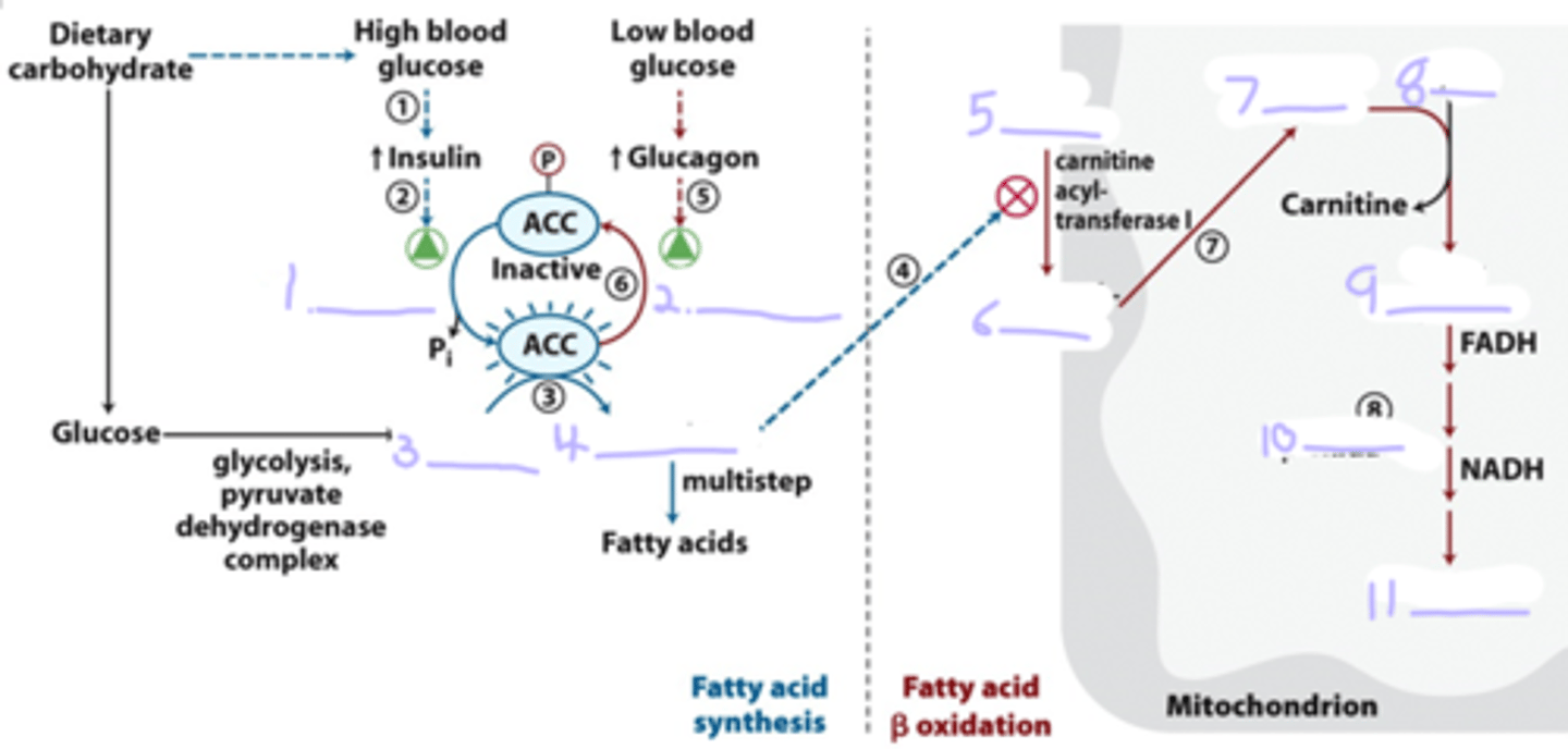 <p>Fill in the diagram</p>