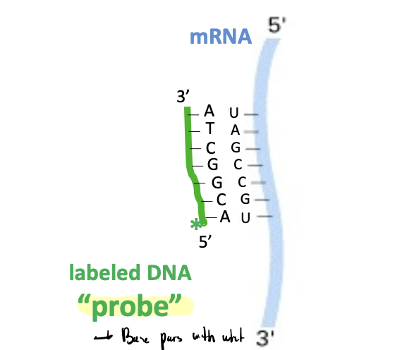 <p><span>using a labeled DNA probe to identify specific DNA sequences within a mixture of DNA fragments</span></p><ul><li><p>base pairs with what you’re trying to detect</p></li></ul><p></p>