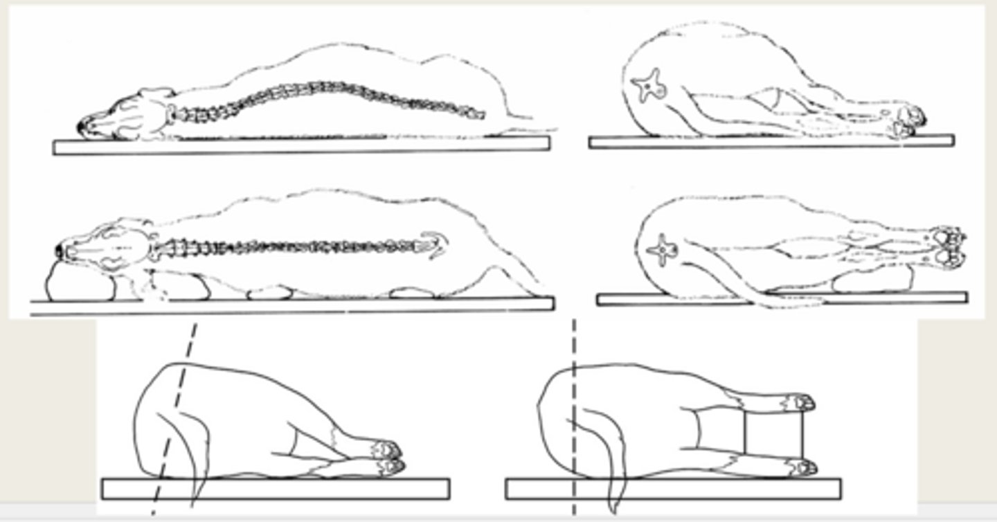 <p>Support nose, neck, and limbs with cushions</p>