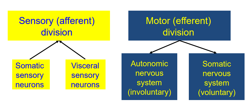 <p>- Sensory (Afferent) Division is split into Somatic Sensory and Visceral Sensory Neurons</p><p>- Motor (efferent) division is split into autonomic NS (involuntary) and Somatic NS (Voluntary)</p>