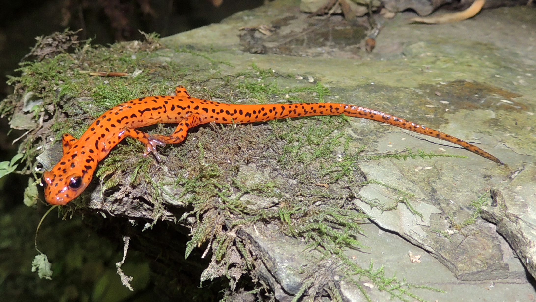 <p>Cave Salamander</p>