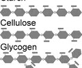 <p><span>Carbohydrates that consist of long chains of monosaccharides, such as starch and glycogen.</span></p>