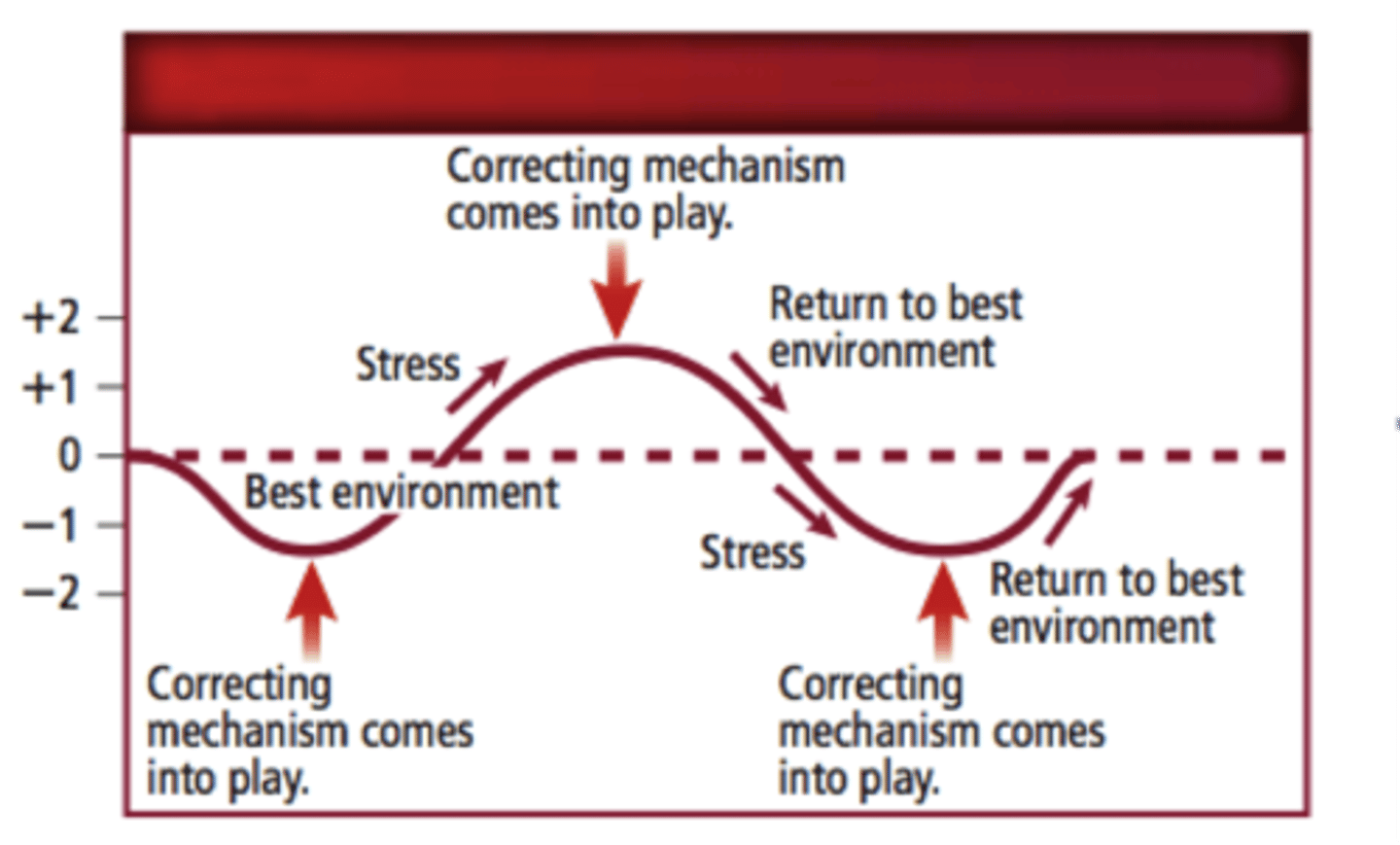 <p>the physiological value around which the normal range fluctuates</p>