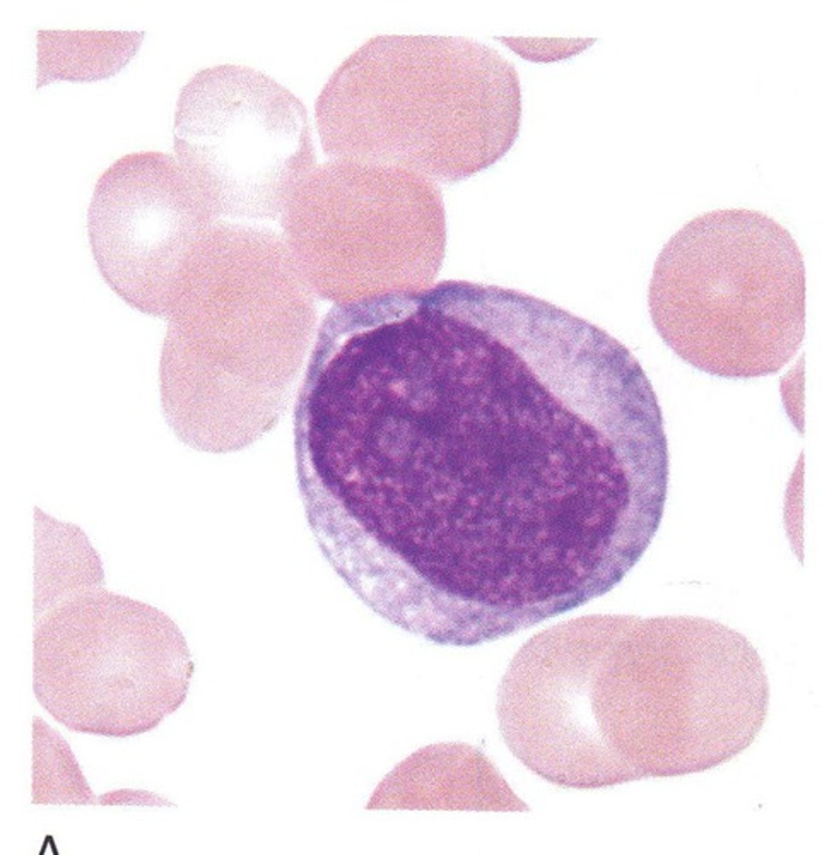 <p>blue, grey cytoplasm, round nucleus, agranular</p>