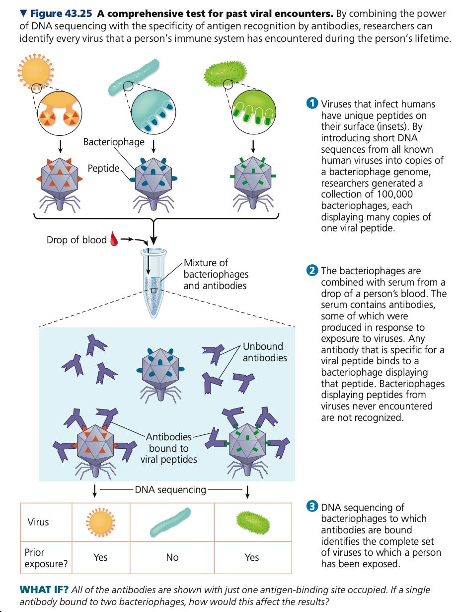 **Antibodies as tools**

* A single drop of blood can be used to identify

  every virus that a person has encountered

\

1. Viruses that infect humans have unique peptides (**____**) on their surface
2. Short DNA sequences from all known human viruses were introduced into copies of a ________ genome
3. This generated a collection of 100,000 bacteriophages, each displaying many copies of one viral peptide
4. Bacteriophages were combined with serum from a drop of the person’s blood
5. The serum contains ______, some produced in response to virus exposure
6. Any antibody specific to a peptide binds to bacteriophage displaying that peptide
7. DNA of bacteriophages _____ to antibodies is sequenced, and set of viruses person has been exposed to identified