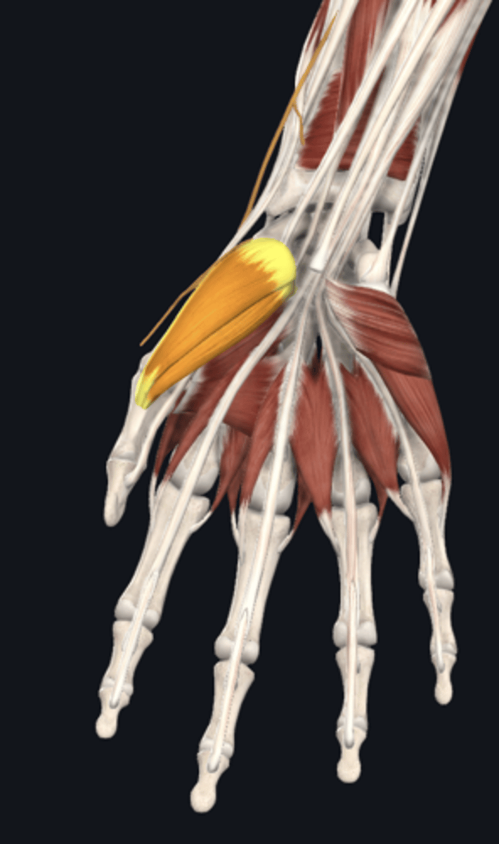 <p>flexor pollicis brevis, abductor pollicis brevis, opponens pollicis</p>