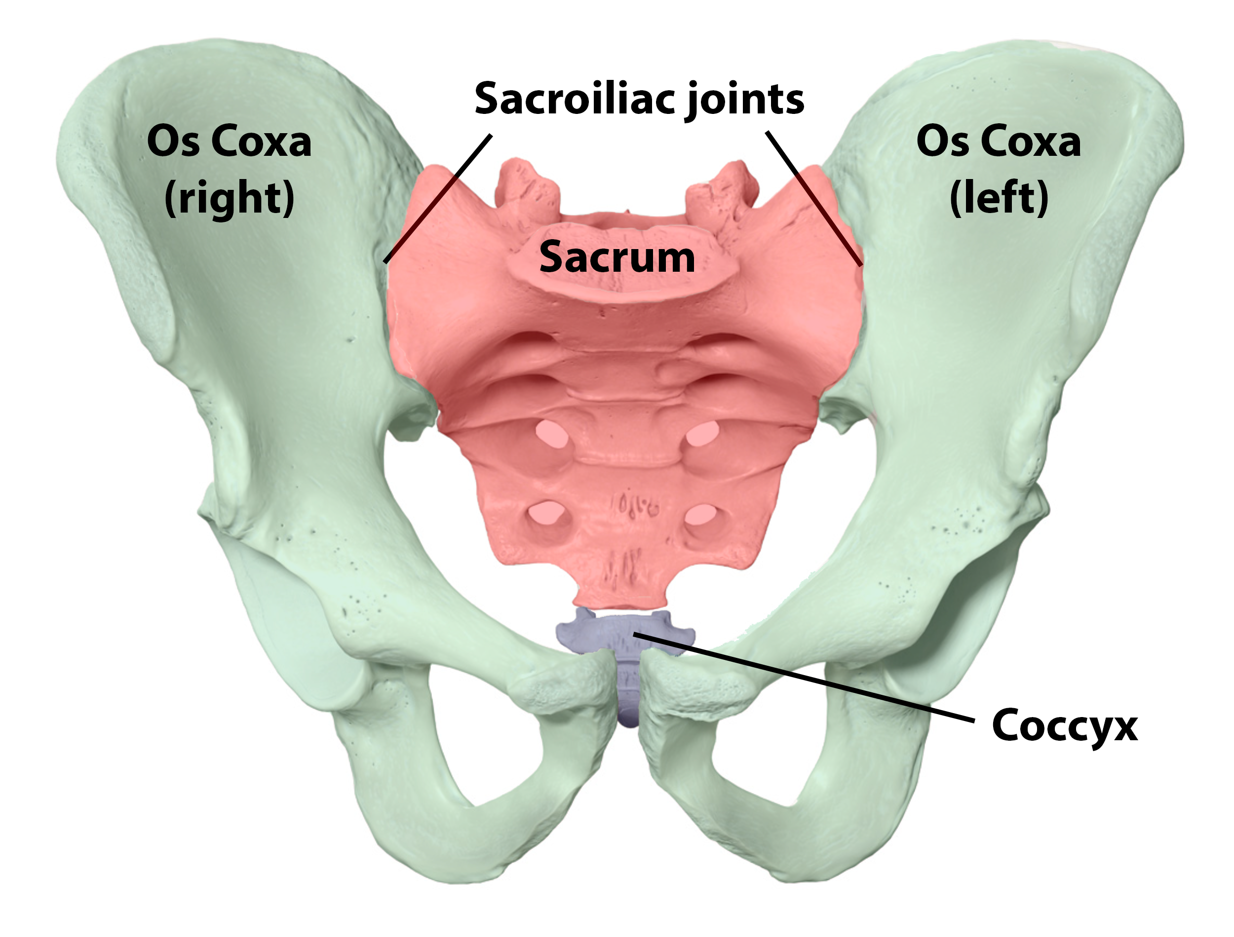 <p>Pelvic Girdle - Ossa Coxae (2, plural for Os Coxa), and the Sacrum</p>