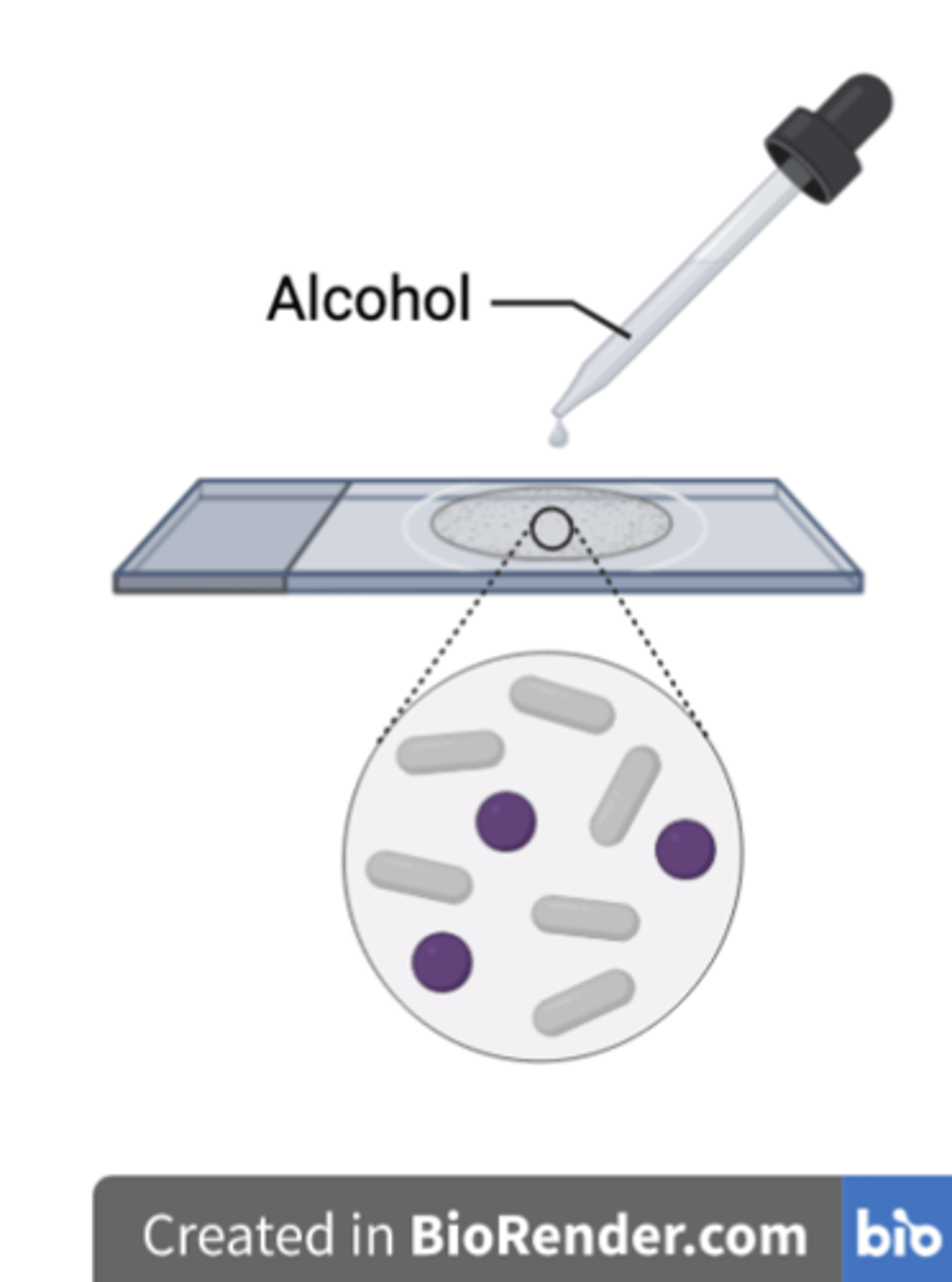 <p><strong>1. Alcohol traps</strong> the Crystal violet and Iodine (CV-I) complex in the thick peptidoglycan layer of Gram positive cells, while</p><p></p><p><strong>2. dissolving the outer lipopolysaccharide</strong> layer of Gram negative cells, allowing the <strong>CV-I complex to escape</strong> in the rinsing process</p>