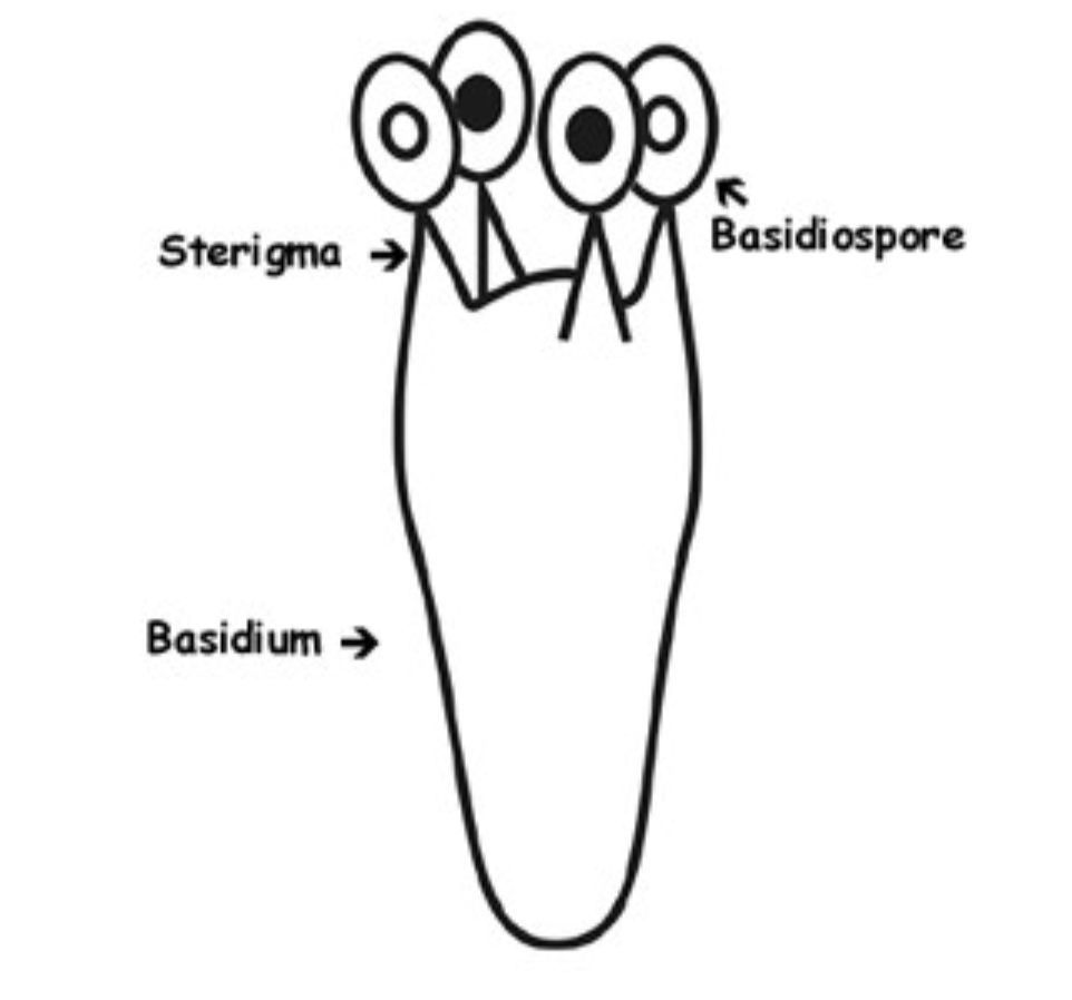 section between basidium and basidiospores