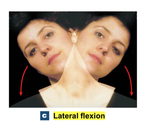bending the vertebral column to the side