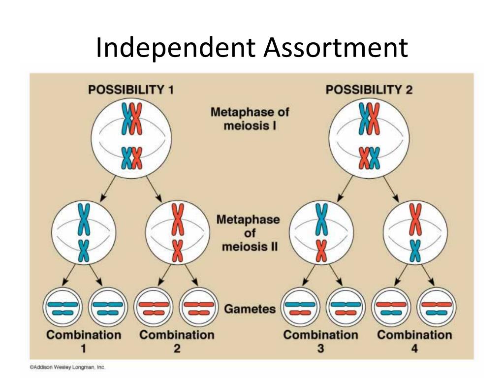 <p>Principle of independent assortment</p>