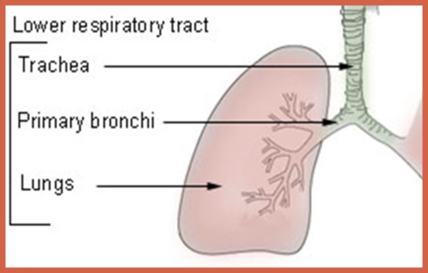 <p>Larynx, trachea, bronchi and lungs</p>