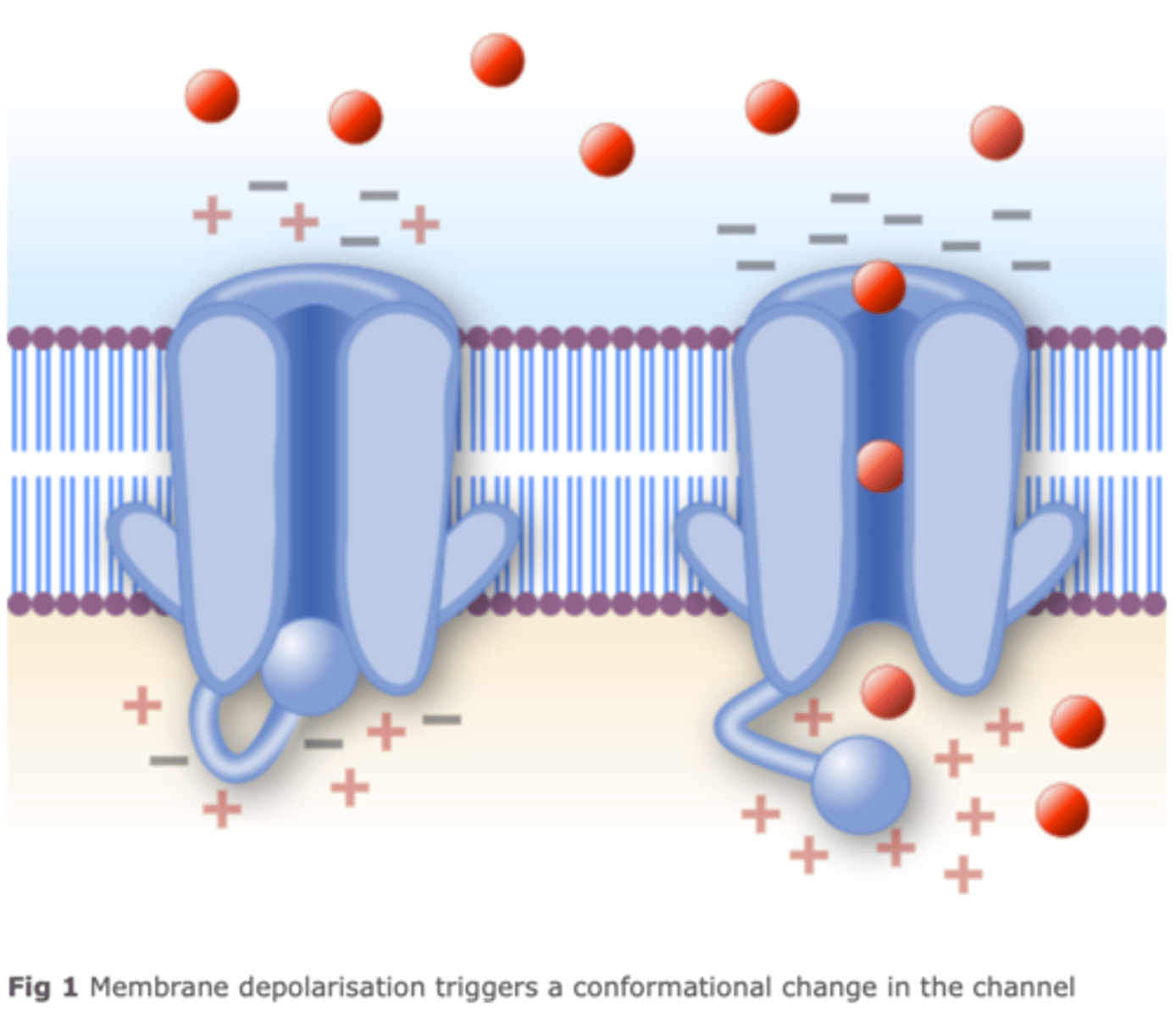 <p>When positive ions enter the channel, voltage is induced. So, the channel opens and allows the ions to leave or enter. the channel closes when the voltage changes again.</p>