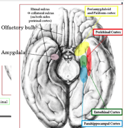 <ul><li><p>•<span> </span>Posterior part: Parahippocampal cortex</p></li><li><p>•<span> </span>Anterior Part: Entorhinal cortex</p></li><li><p>•<span> </span>Piriform cortex: Sense o</p></li></ul>