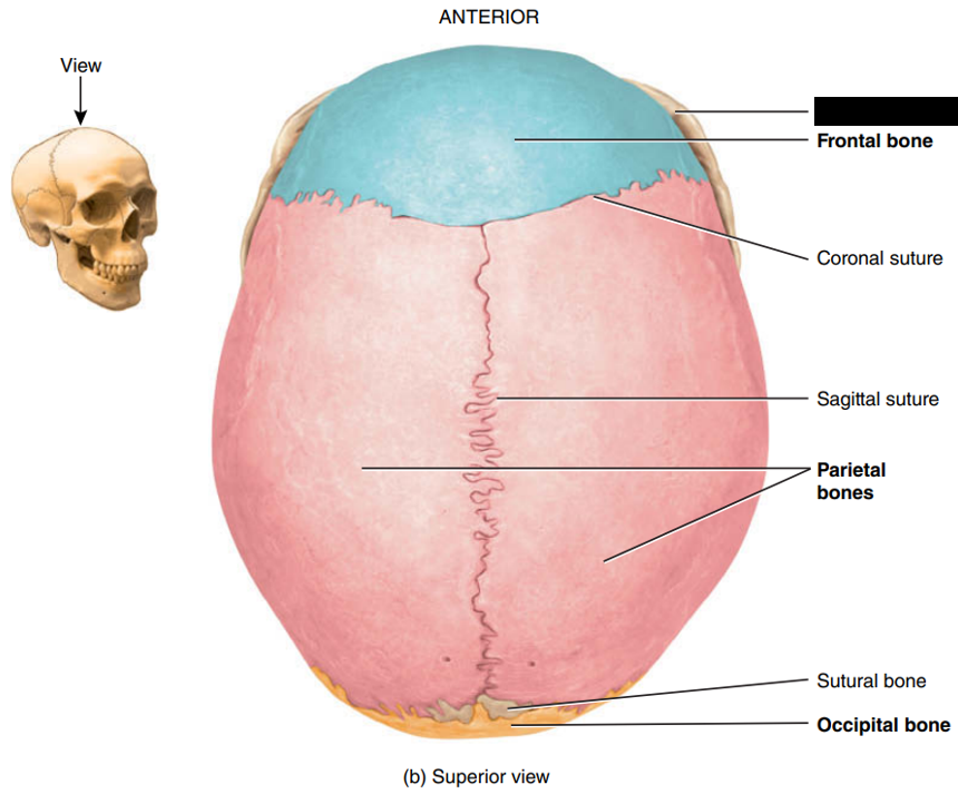 <p>State and identify what part of the cranial bone is being pointed out and censored. (hint: bone)</p>