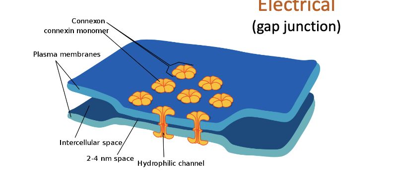 <p>current just flows between cells - it is &apos;passive&apos;</p><ul><li><p>bi-directional</p></li><li><p>fast (no delay)</p></li><li><p>used for synchronization (ex. heart cells, release of neural hormomes - a bunch of cells need to do the same thing)</p></li><li><p>about ~2 nanometers of space between neurons</p></li><li><p>minority in the brain</p></li><li><p>disadvantage: no computations take place. not doing anything complex, just creating more of the same signal across more cells.</p></li></ul>