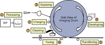 <p>Steps include Processing, Charging, Exposing, Developing, Transferring, Fusing, and Cleaning. </p>