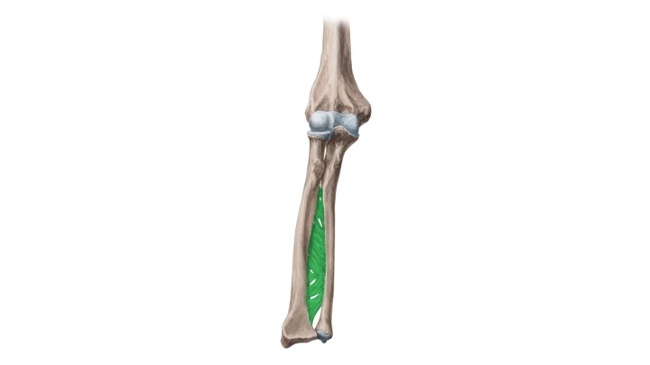 <p>What structure is highlighted in green?</p>