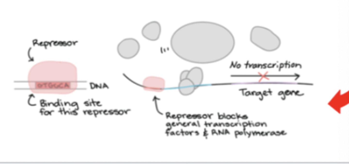 <p>if bound to a promoter, then suppress transcription by interfering with RNA polymerases access to start site</p>