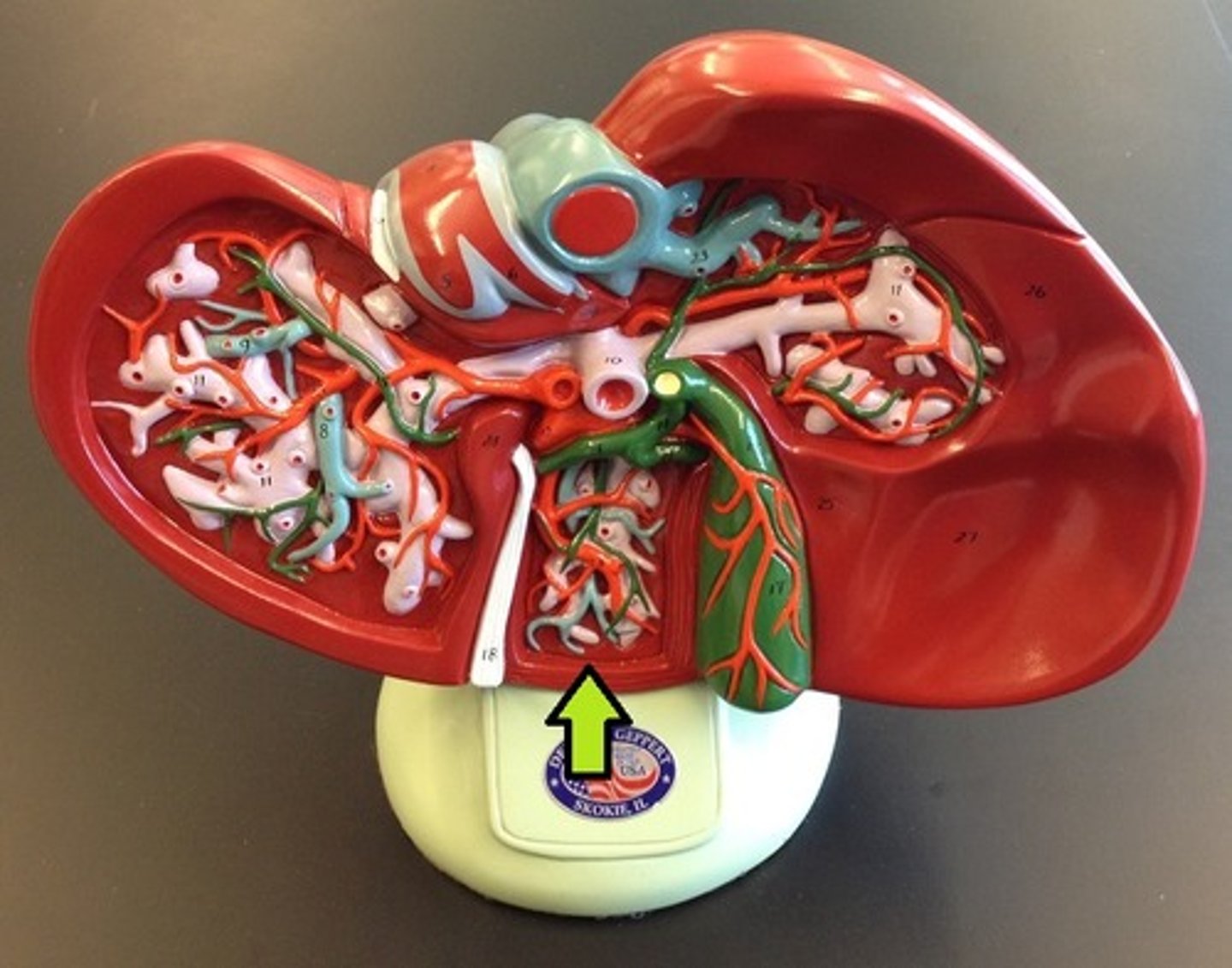 knowt flashcard image