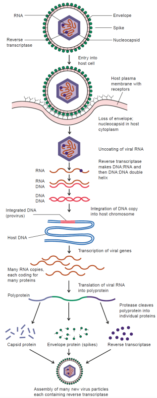 <ul><li><p>Retrovirus RNA is converted to DNA</p></li><li><p>Viral DNA integrates into the host chromosome</p></li><li><p>Provirus may replicate when host cell replicates</p></li><li><p>Provirus may be transcribed, producing RNA for new retrovirus genomes</p></li><li><p>Viral protease produces viral proteins</p></li><li><p>Later activation leads to viral particle production and recurrent infection</p></li></ul><p></p>