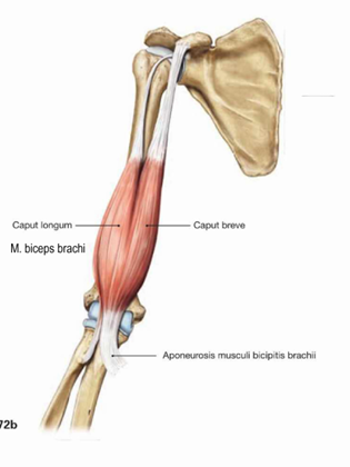 <p>tuberculum supraglenoidale scapulae</p>