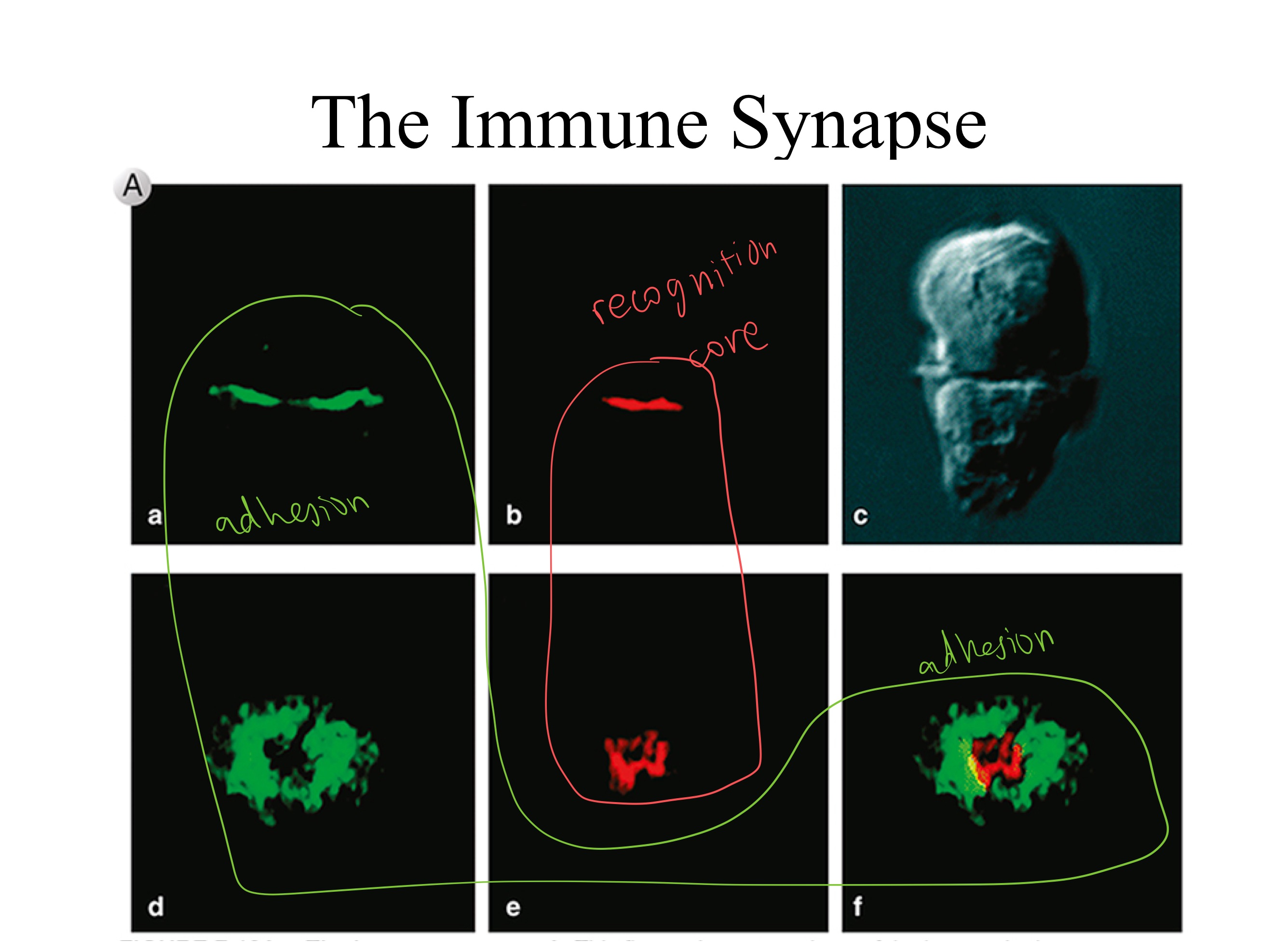 <ul><li><p>APC ; TCR</p></li><li><p>recognition</p></li><li><p>adhesion</p></li></ul><p></p>