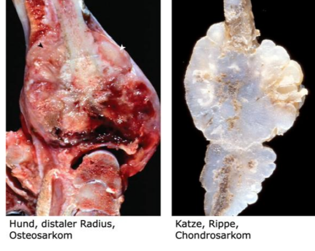 <p>Patho Ostéosarcome canin</p>